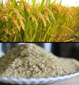 Ofada Rice Import from the African Countries